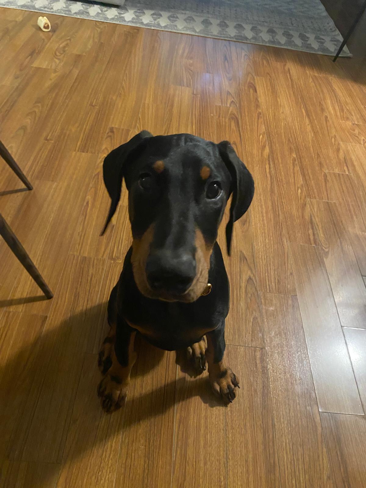 Doberman puppy looking up at camera